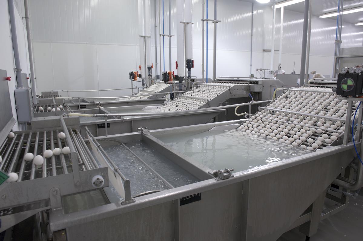 Naturegg Omega 3 Hard Boiled Egg Snack Pack