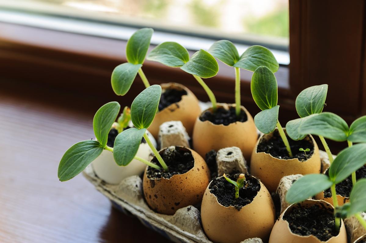 Five Great Ways to Repurpose Nature’s Favourite Container The Eggshell